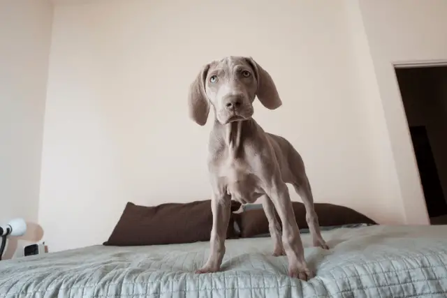 Weimaraner