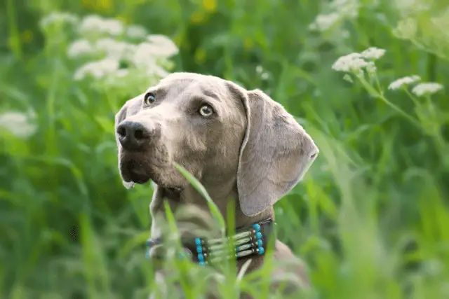 Weimaraner