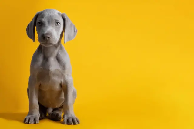 Weimaraner