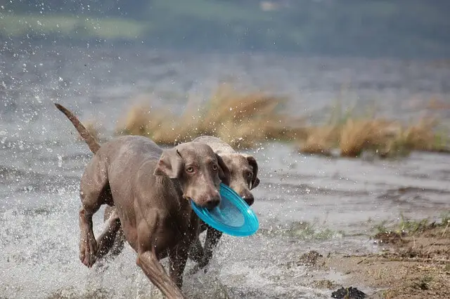 weimaraner