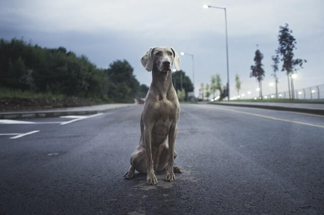 weimaraner dog