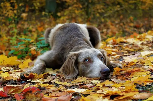 weimaraner on forrest floor