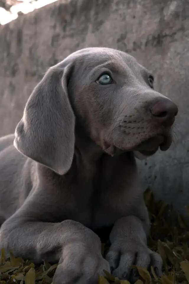 weimaraner puppy