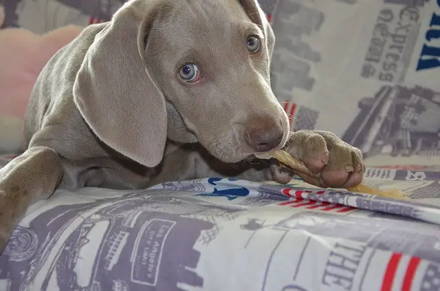 weimaraner puppy with a toy