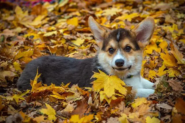 welsh-corgi-pembroke