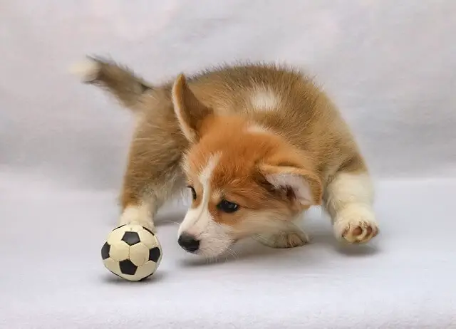 welsh-corgi-pembroke puppy playing
