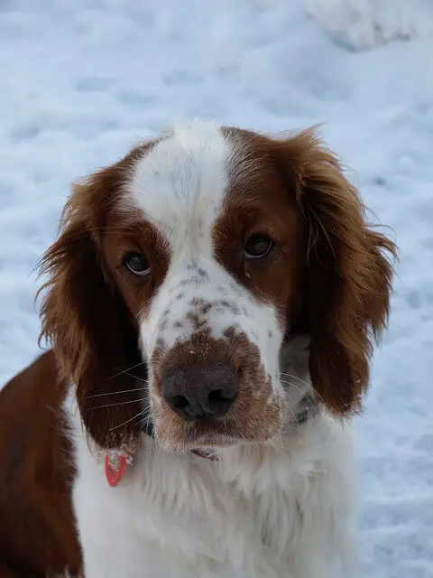 Springer Spaniel Galés