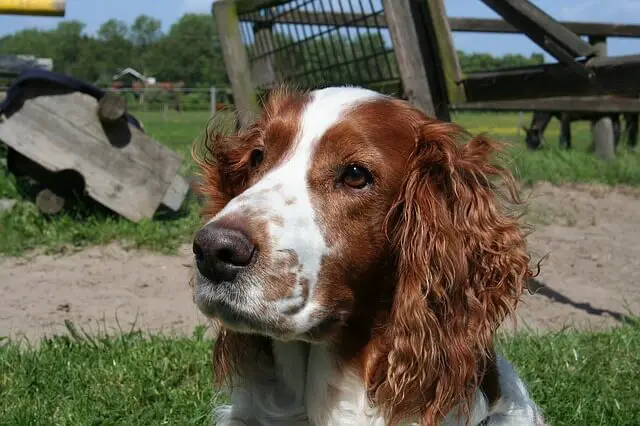 welsh springer spaniel