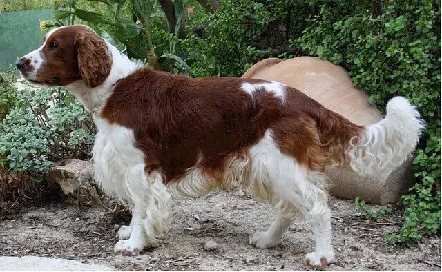 welsh springer spaniel