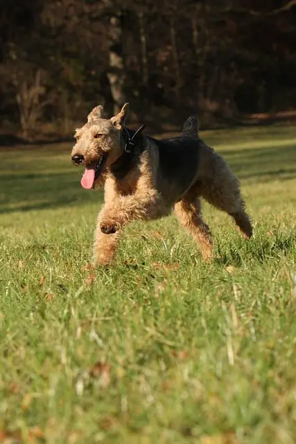 welsh terrier