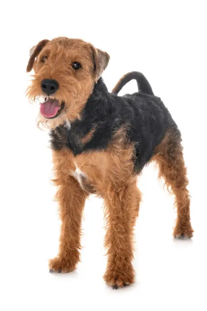 Welsh Terrier