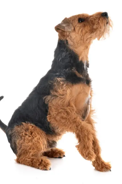 Welsh Terrier