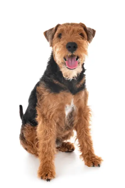 Welsh Terrier