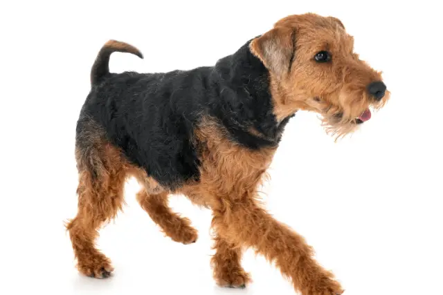 Welsh Terrier