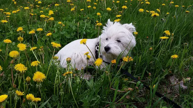 west-highland-terrier in meadow