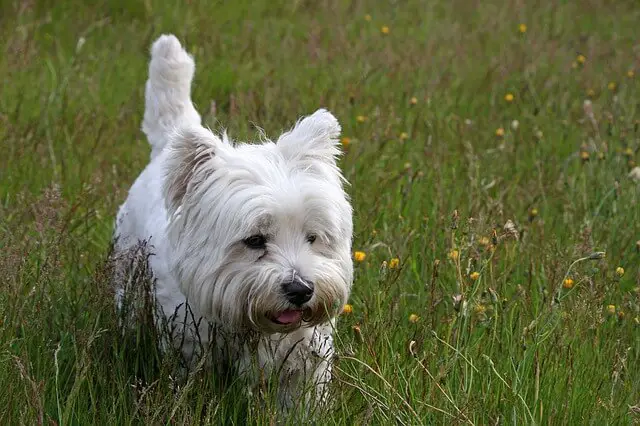 West Highland White Terrier in un prato