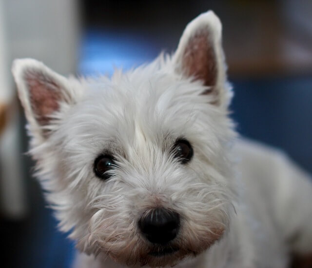 Zapadnoškotski bijeli terijer (Westie)