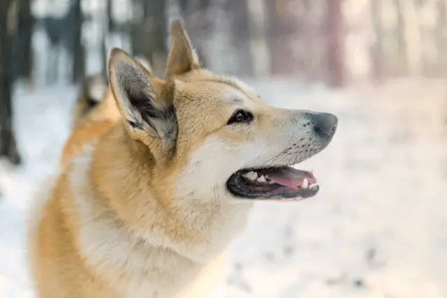 West Siberian Laika