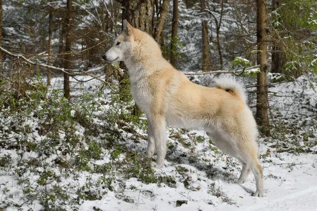 West Siberian Laika