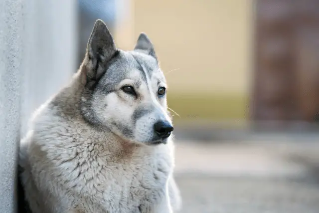 West Siberian Laika