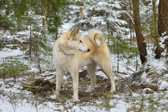 West Siberian Laika