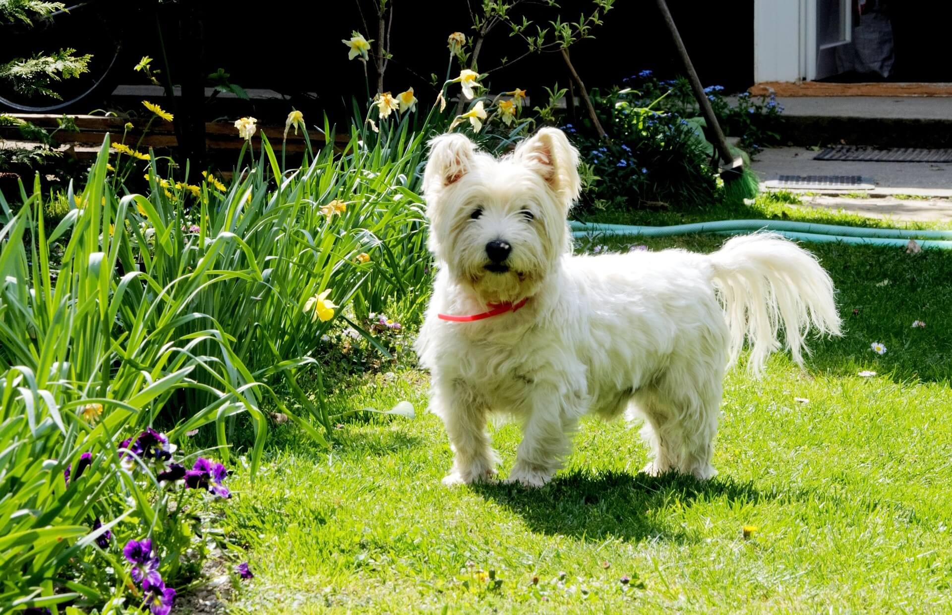 perro Westie en la naturaleza