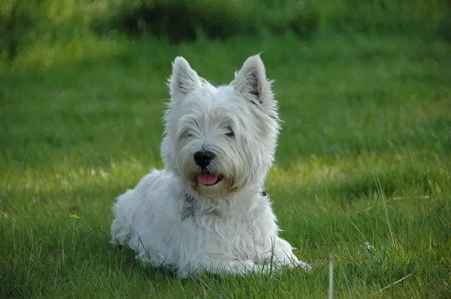 westie in park