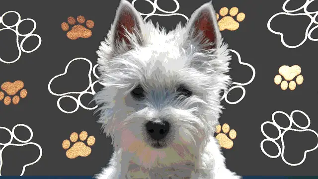 westie