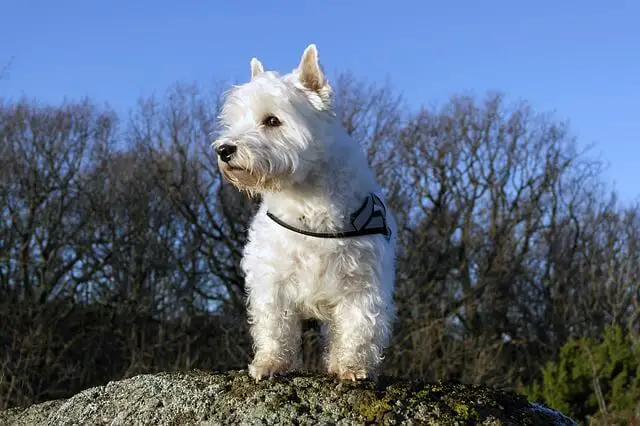 westie on a rock