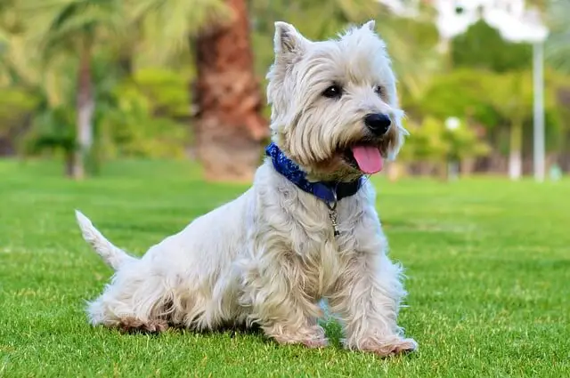 westie sitting