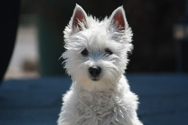 westie