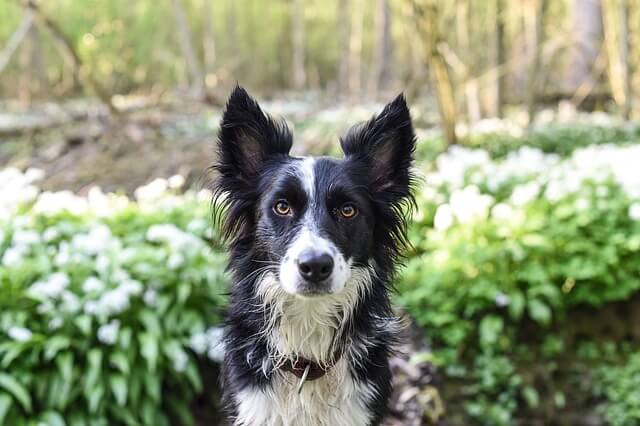 wet border collie