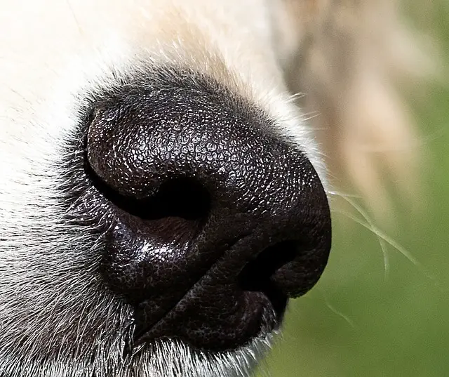 wet dog nose