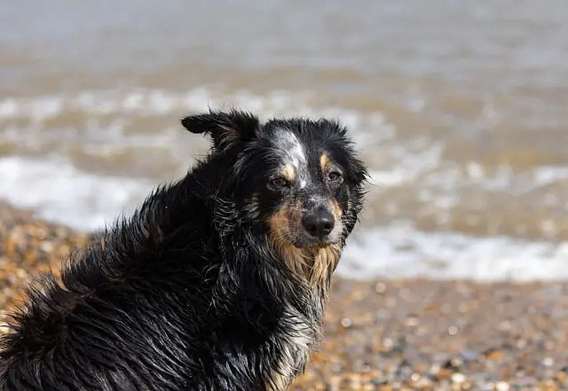 wet dog on beach