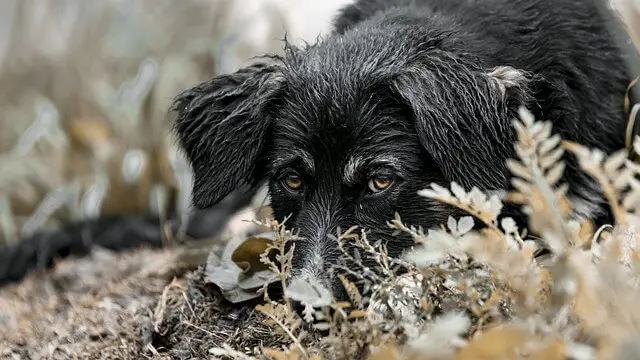 wet dog outside