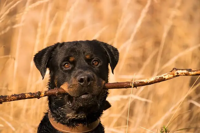 wet rottweiler with a stick