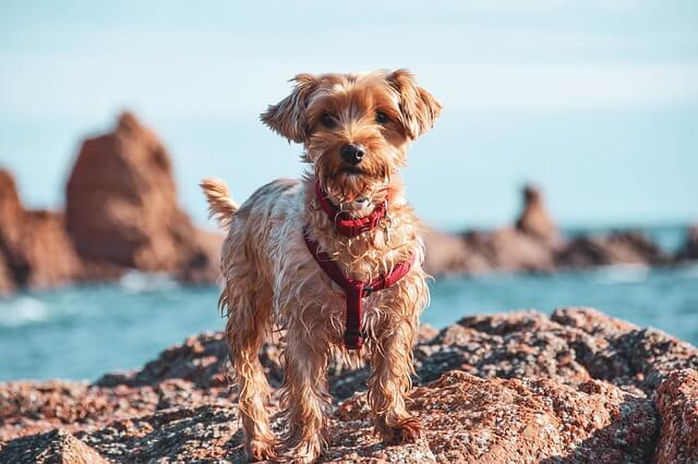 wet yorkie