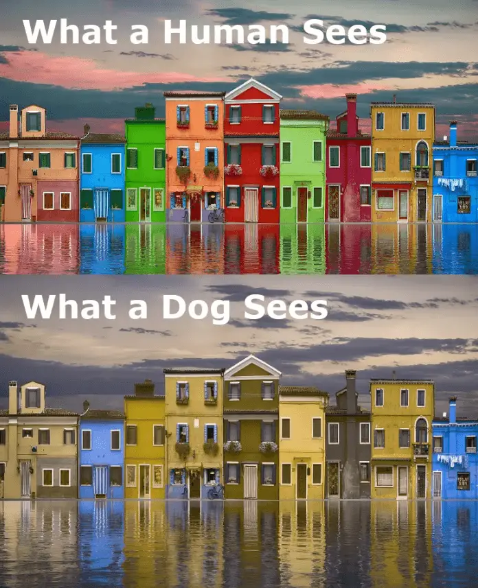 what dogs see