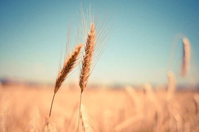 wheat