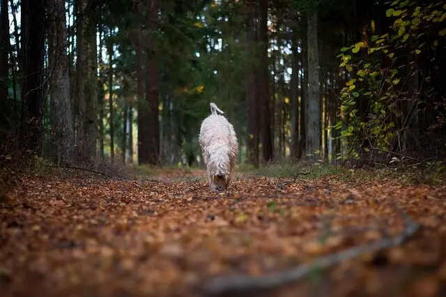 wheaten terrier in woods