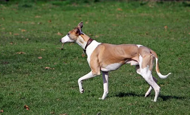 whippet on grass