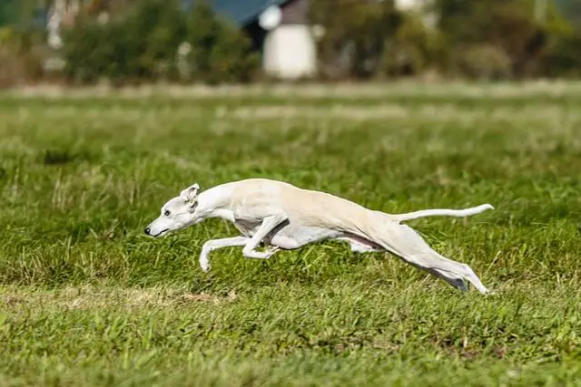 Whippet