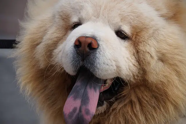 white chow chow