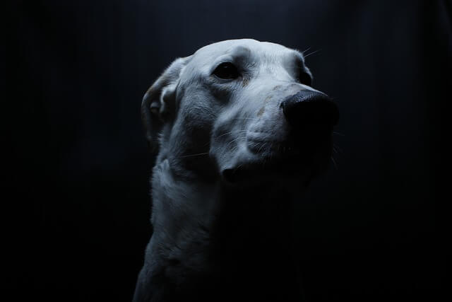 perro blanco en la oscuridad