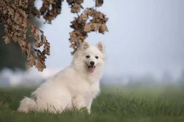 white dog in nature