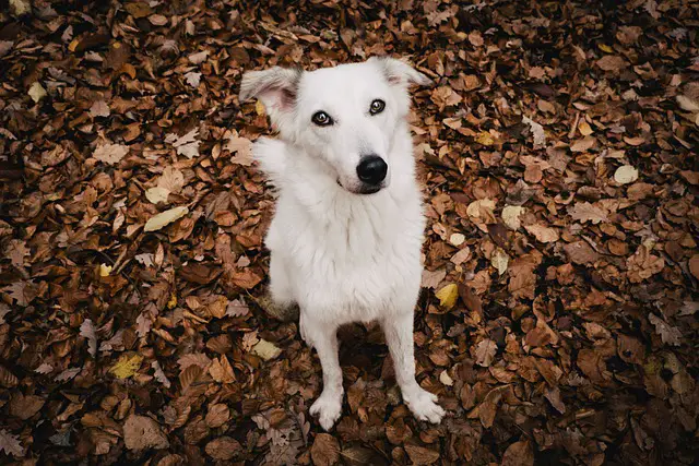 white dog on leaves