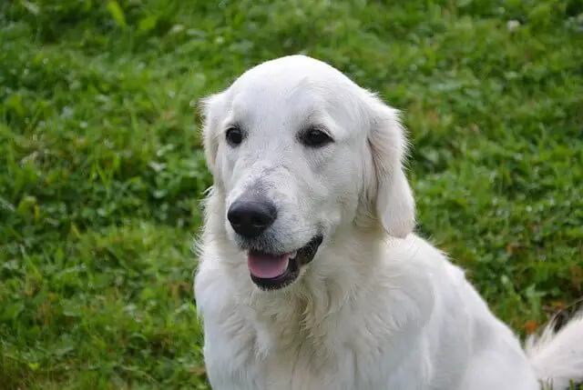 white golden retriever