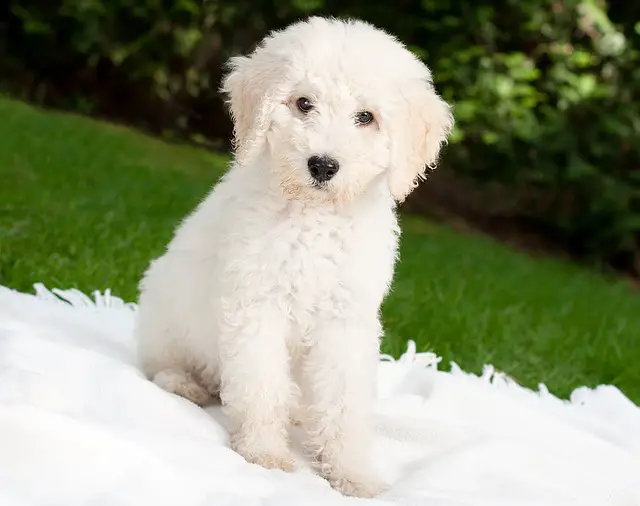 Bijeli labradoodle