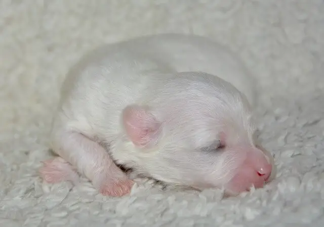 white newborn puppy