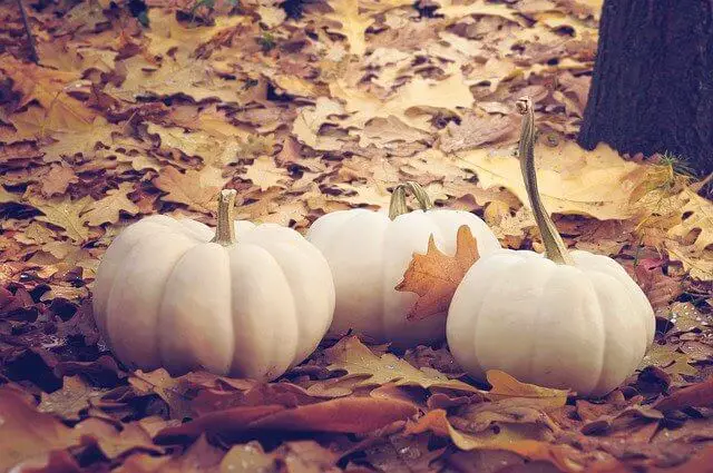 white pumpkins